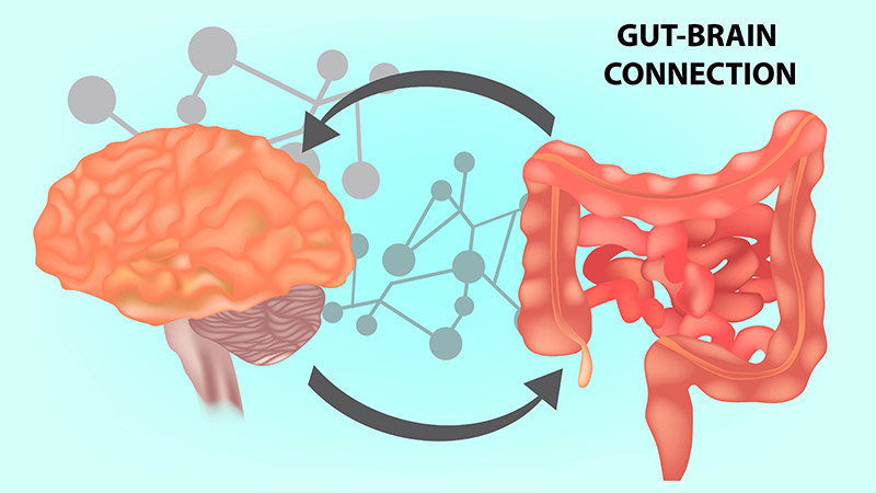 消化機能をコントロールする２つの神経 GUT-BRAIN CONNECTION