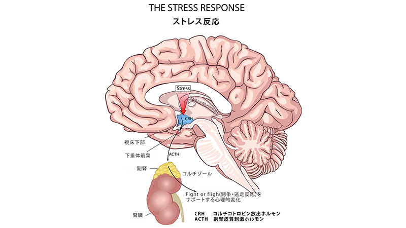 The Stress Response ストレス反応